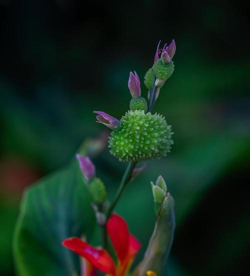 人参花的文化意义是什么？人参花的寓意有哪些？