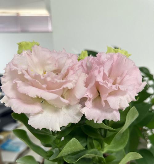 绿色洋桔梗的花语是什么？