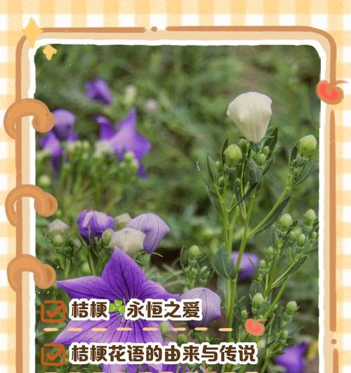 绿色洋桔梗的花语是什么？
