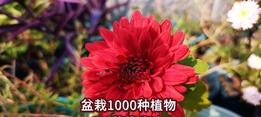 红色橘花的含义是什么？它象征着什么？