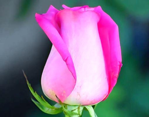 粉色的花代表什么意义？粉色花朵的象征含义有哪些？