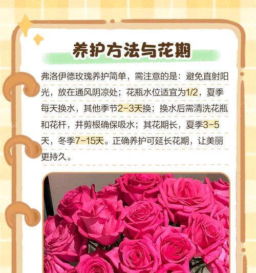 鲜红色玫瑰代表什么？它的花语和寓意是什么？