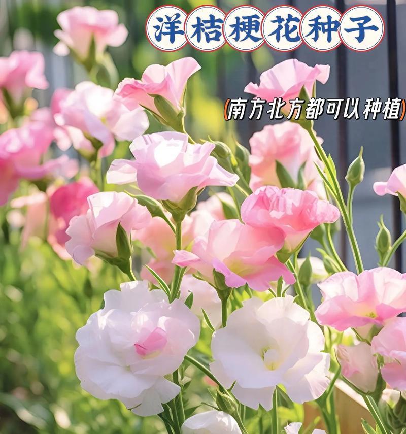桔梗花不同颜色的寓意是什么？它们分别代表什么？
