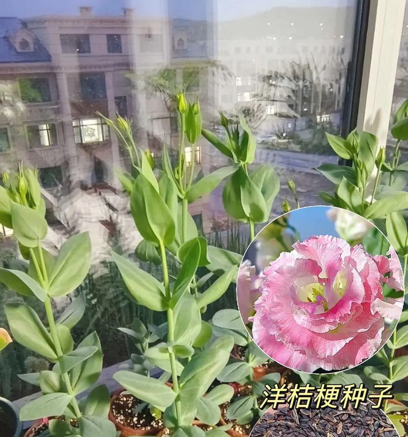 桔梗花不同颜色的寓意是什么？它们分别代表什么？
