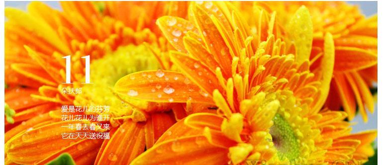 橙色风扇的花语是什么？花语橙色风扇象征着什么？