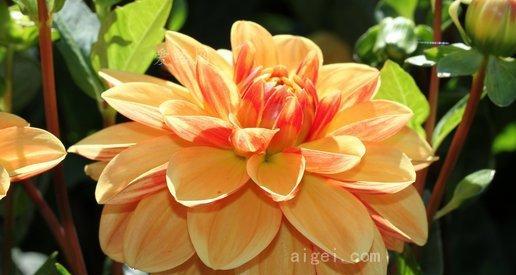 橙色风扇的花语是什么？花语橙色风扇象征着什么？