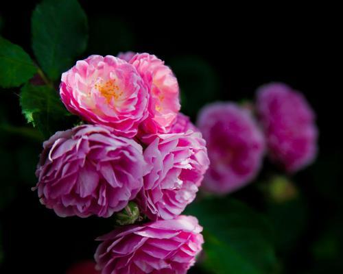 节节草花的花语是什么？