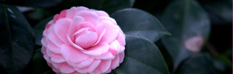 黑颜色的花代表什么？它的寓意是什么？