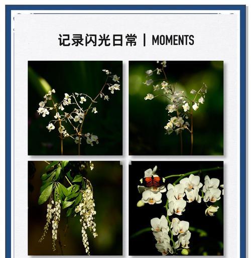 哪种白色花朵寓意智慧？
