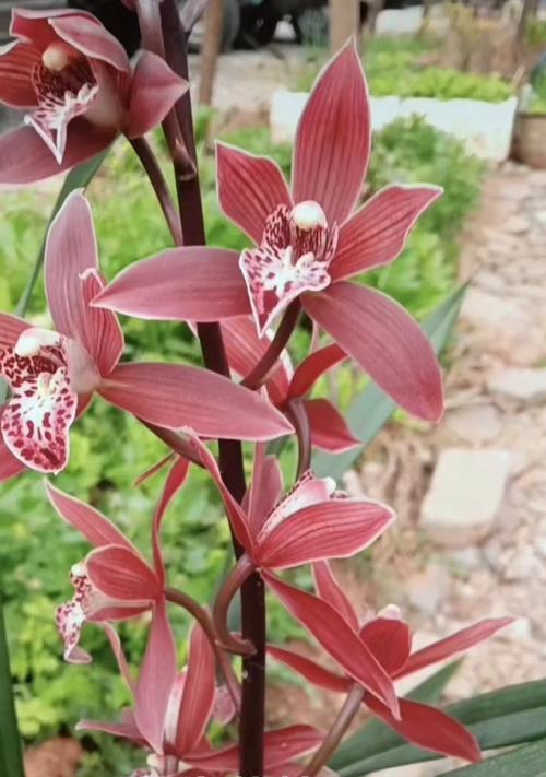 腊八节适合摆放哪些花？腊八节花卉的寓意是什么？