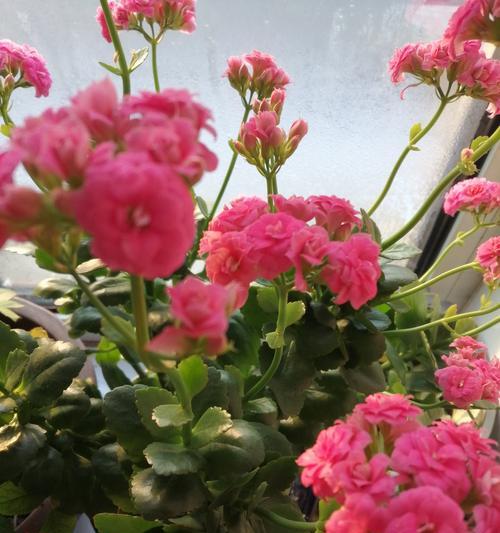 腊八节适合摆放哪些花？腊八节花卉的寓意是什么？
