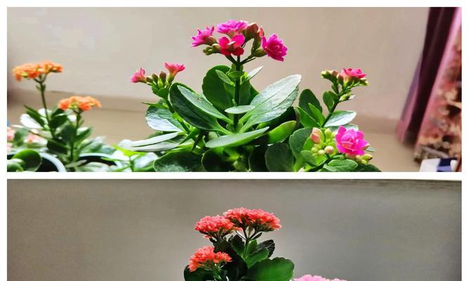 长寿花的精神象征是什么花？象征长寿的花有哪些？