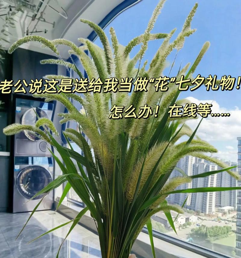 七夕节送老公什么花最合适？这些花的含义是什么？