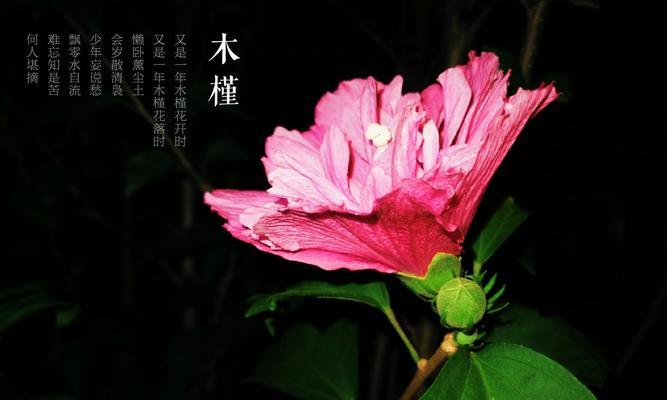 木槿花的爱情花语是什么？它象征着什么？