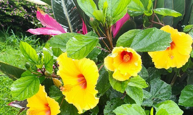 木槿花的爱情花语是什么？它象征着什么？
