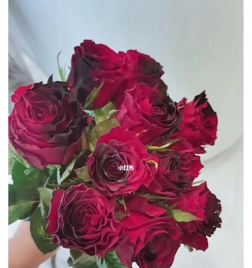 双色玫瑰花代表什么？双色玫瑰的寓意是什么？