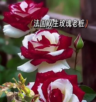 双色玫瑰花代表什么？双色玫瑰的寓意是什么？