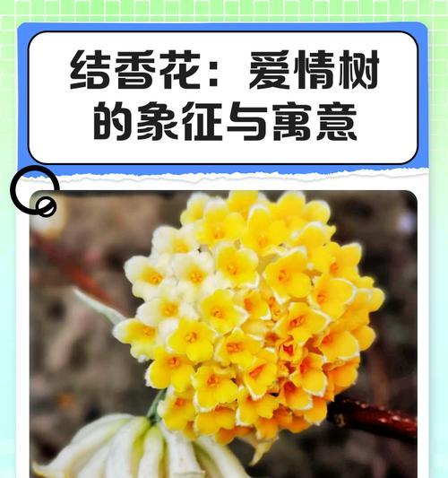 寓意超浪漫的花有哪些？它们为何被认为是爱情的象征？