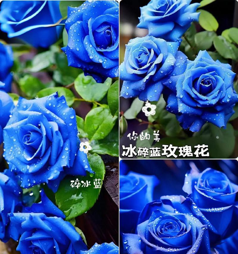 寓意超浪漫的花有哪些？它们为何被认为是爱情的象征？