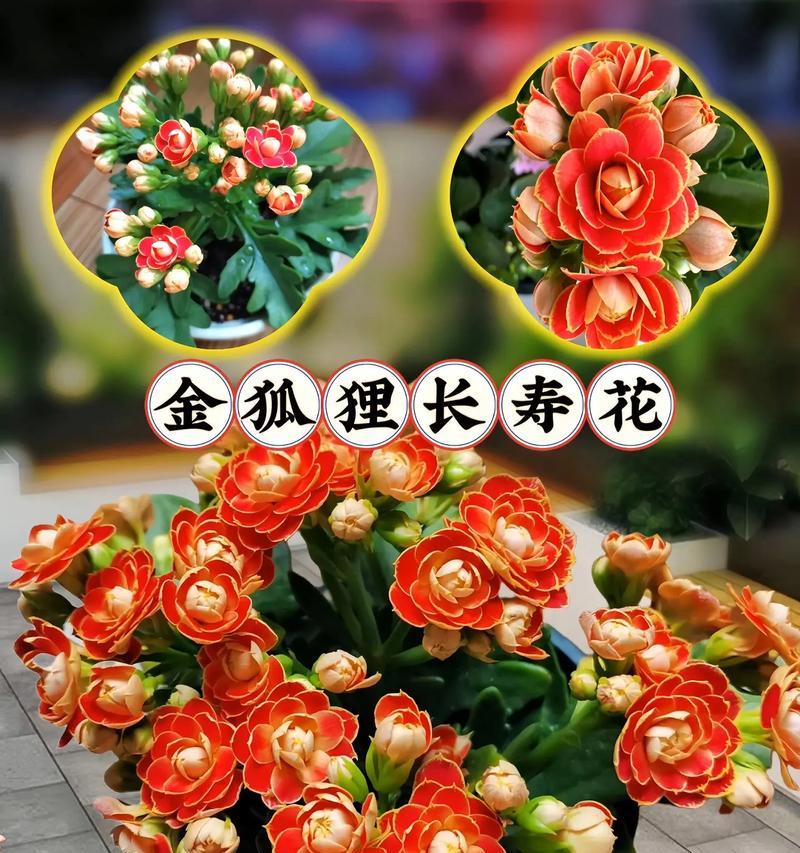 金狐狸长寿花有什么特别的花语寓意？