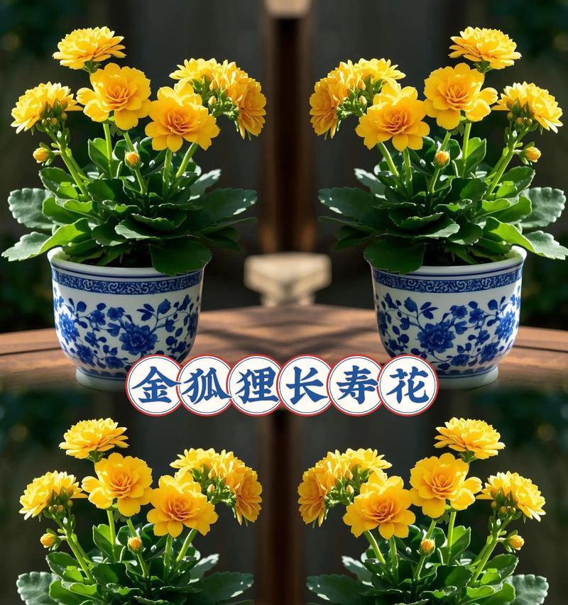 金狐狸长寿花有什么特别的花语寓意？