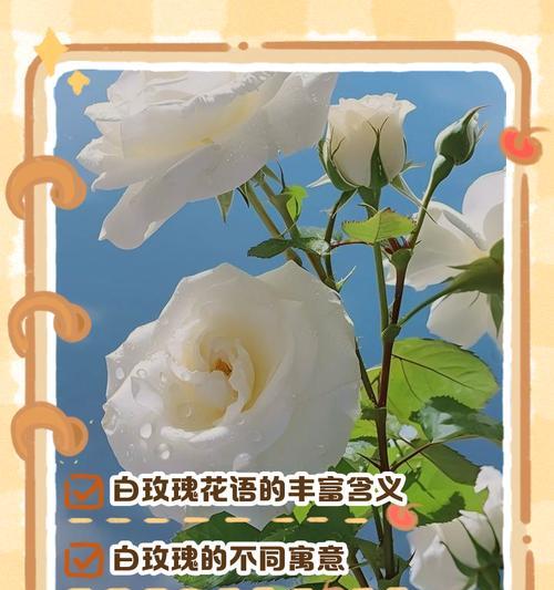 白色永生花的意义是什么？它象征着什么？