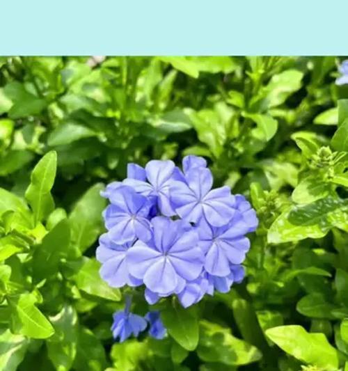 蓝色花朵象征什么？蓝色花卉的寓意有哪些？