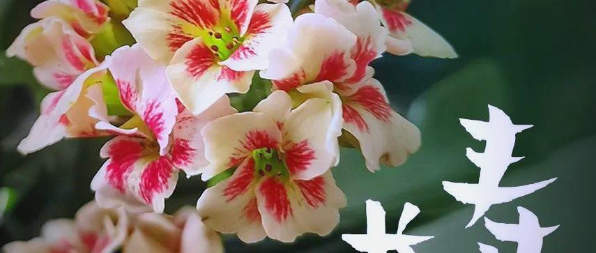哪种花寓意健康长寿？它在花语中象征着什么？