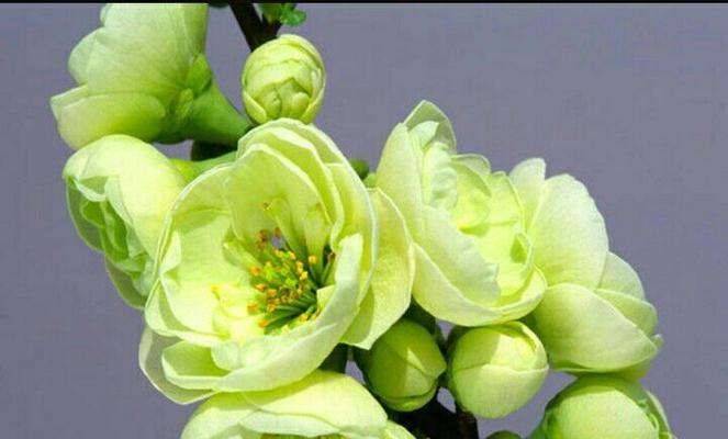 安徽的花语时节是什么时候？有哪些花语特点？