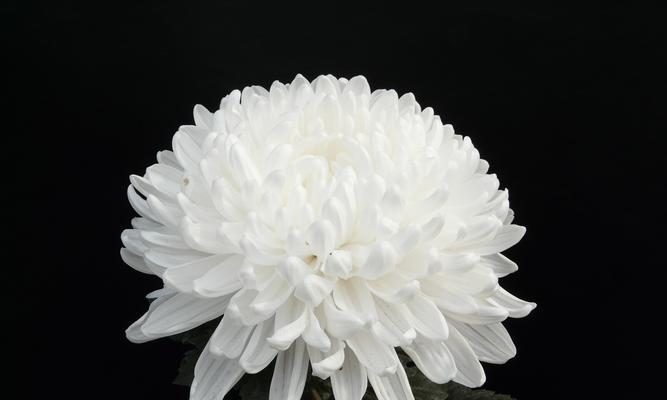 安徽的花语时节是什么时候？有哪些花语特点？