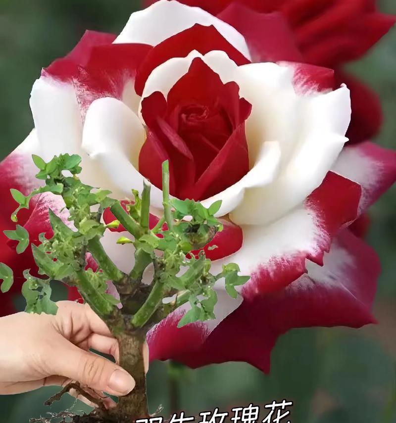 玫瑰花的文化寓意是什么？玫瑰花在不同文化中的意义是什么？