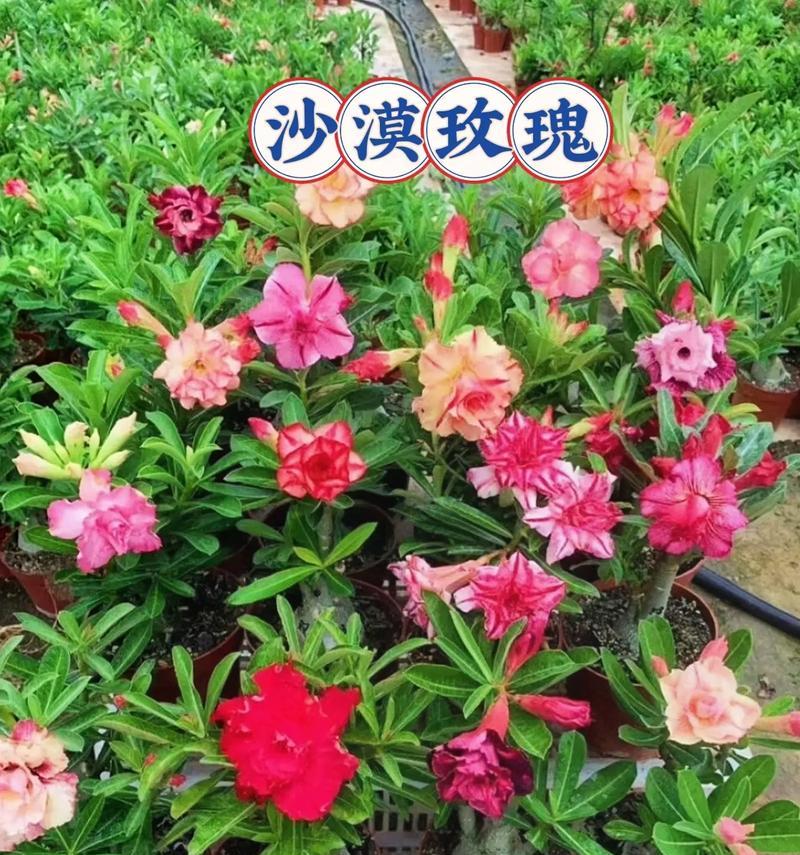 妹妹送姐姐什么花代表健康？它的寓意是什么？