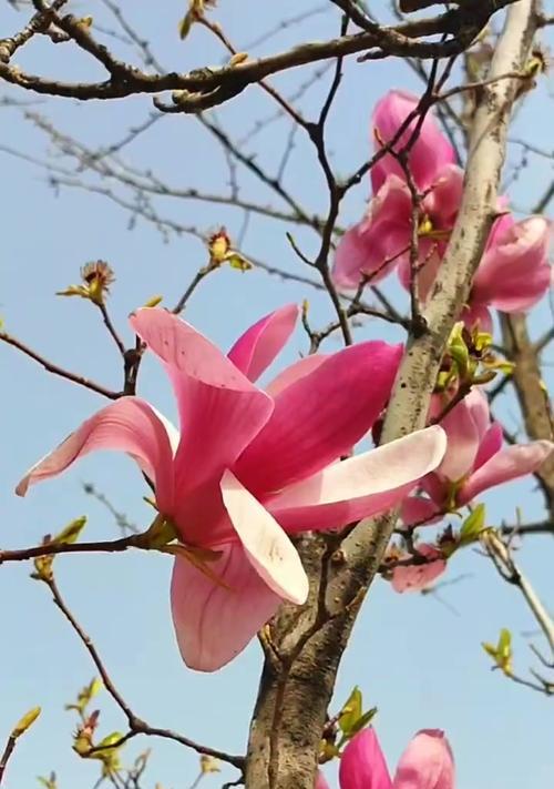 哪些花期长的花象征着事业上升？