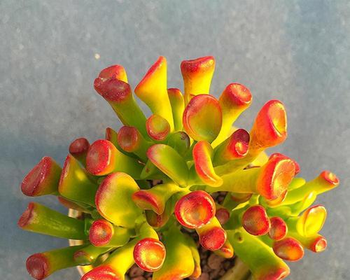 盆栽如意花代表什么寓意？