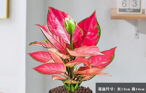 盆栽如意花代表什么寓意？