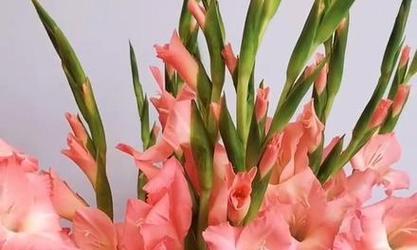 粉剑兰花的花语是什么？它象征着什么？