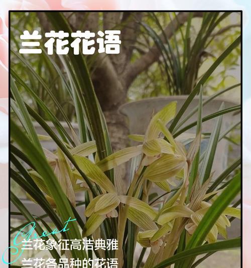 粉剑兰花的花语是什么？它象征着什么？