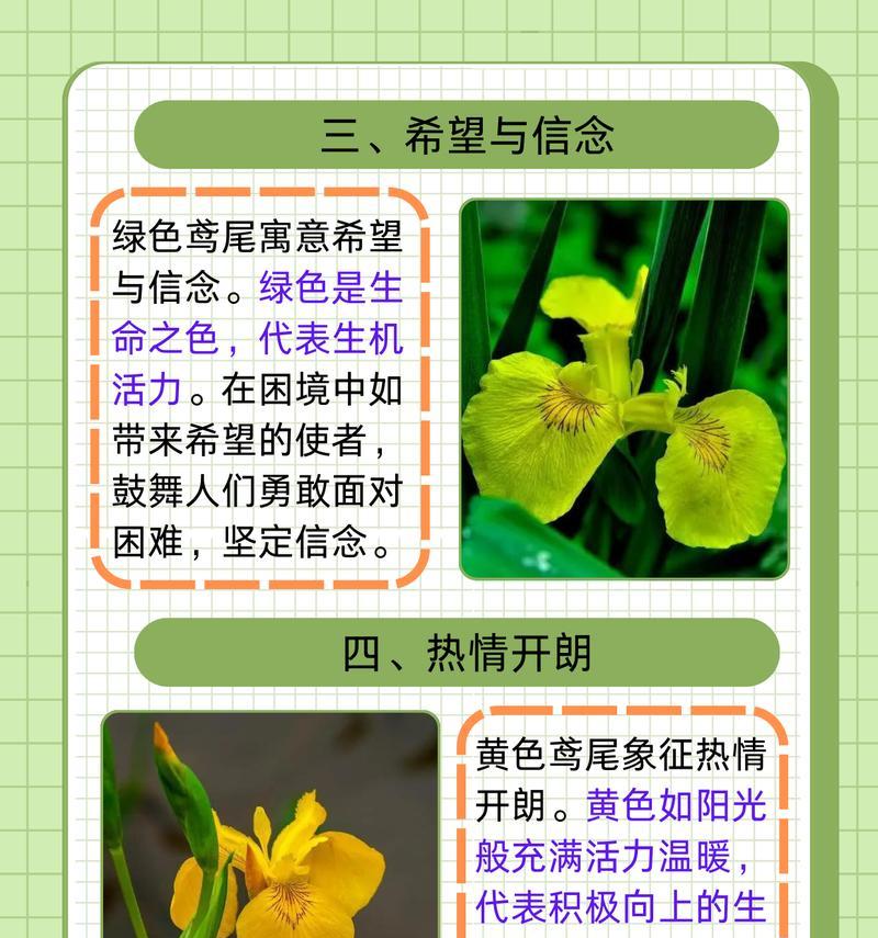 送给老人的花有哪些寓意和花语？