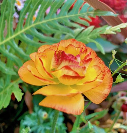 供佛时选择什么颜色的花最合适？花色寓意有何讲究？