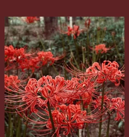 哪些花象征爱情与生死？爱情生死花的寓意是什么？