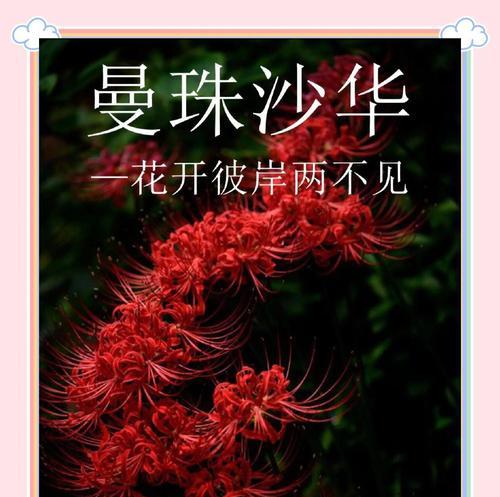 哪些花象征爱情与生死？爱情生死花的寓意是什么？