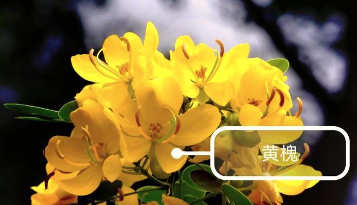 每个季节有哪些象征性的花？这些花分别代表什么意义？