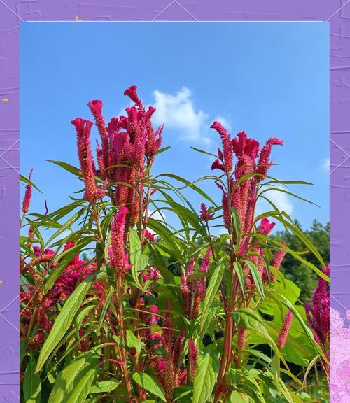 每个季节有哪些象征性的花？这些花分别代表什么意义？