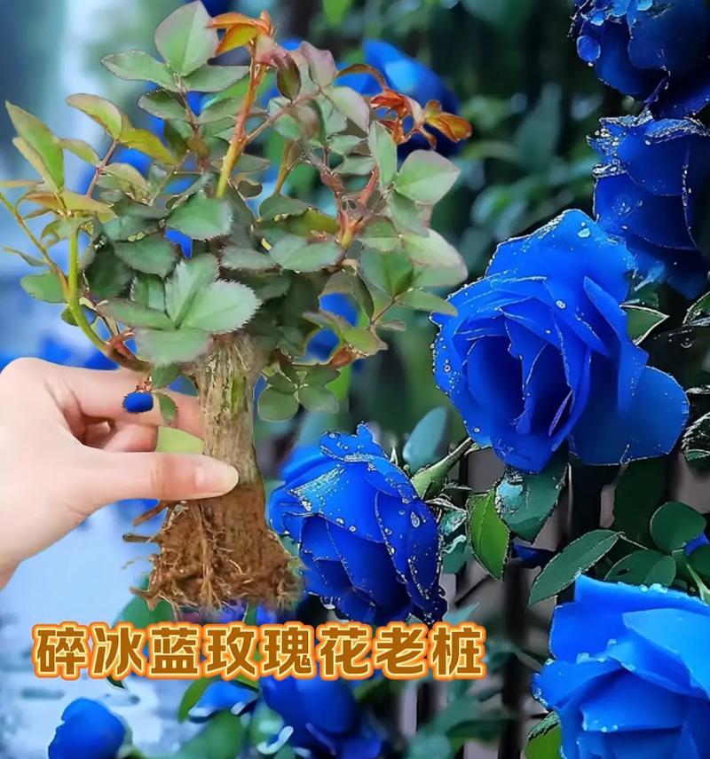 蓝色玫瑰花的寓意是什么？蓝色玫瑰代表什么情感？