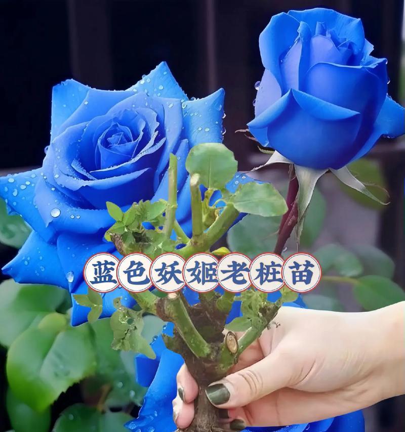 蓝色玫瑰花的寓意是什么？蓝色玫瑰代表什么情感？