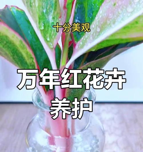 好运花语言是什么？它如何影响我们的生活？