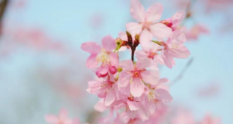 24朵粉色海洋花代表什么？粉色海洋花的花语是什么？