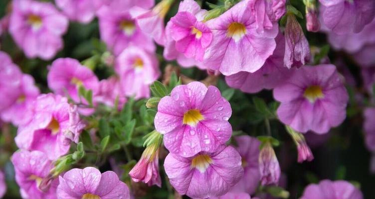 24朵粉色海洋花代表什么？粉色海洋花的花语是什么？