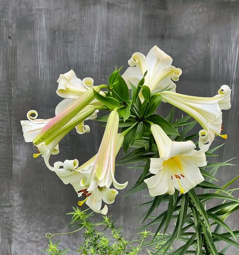 没百合花的寓意和颜色是什么？百合花缺失时应选择哪种花？