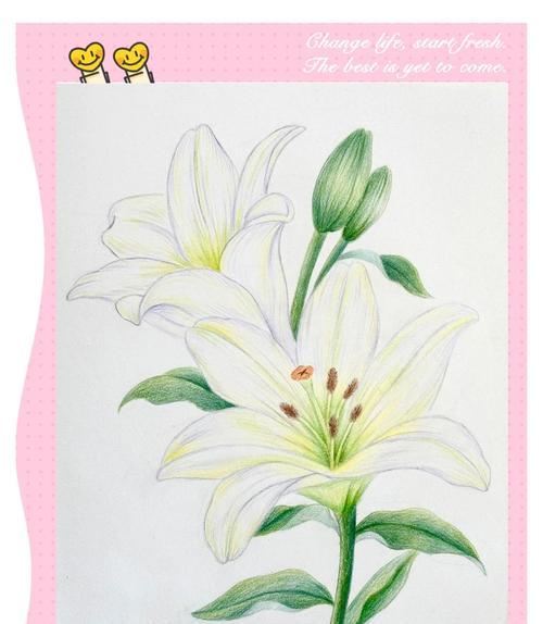 没百合花的寓意和颜色是什么？百合花缺失时应选择哪种花？